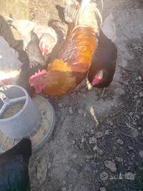 Galli di varie ragazze