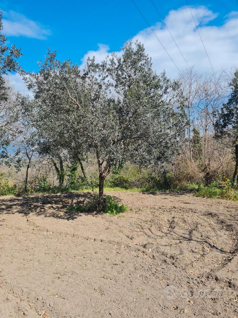 Terreno agricolo San Carlo Vallefrischi - Altro