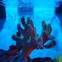 Corallo Lobophyton Toxic Green