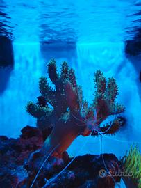 Corallo Lobophyton Toxic Green