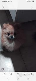 Spitz piccolo pomerania
