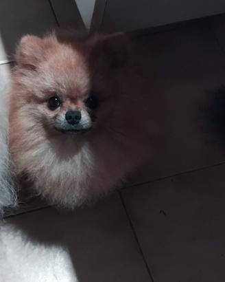 Spitz piccolo pomerania