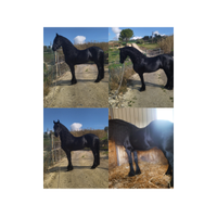 Cavallo frisone.Stagione di monta 2025