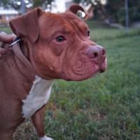 Adozione per il mio pitbull Red Nose