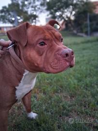 Adozione per il mio pitbull Red Nose