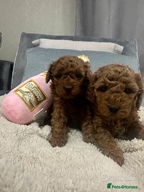 Cuccioli di barboncini mini toy