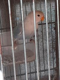 Inseparabile femmina