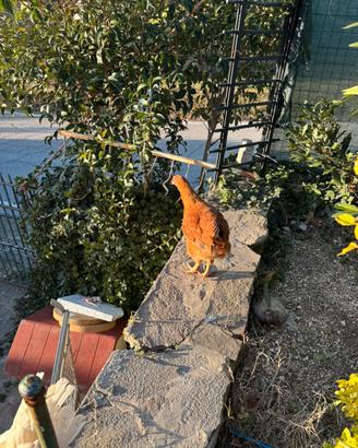 Galline