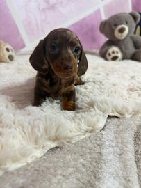 Bassotto tedesco nano kaninchen a pelo corto Enci