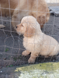 Cuccioli Golden retriever