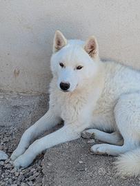 Siberian Husky