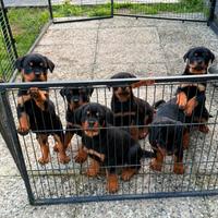 Rottweiler cuccioli