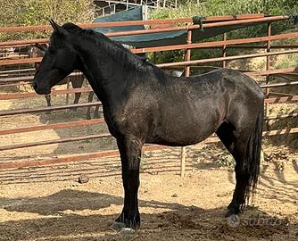 Cavallo Tolfetano