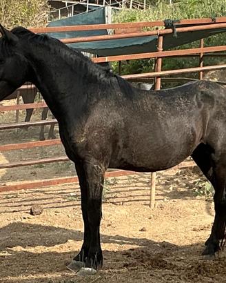 Cavallo Tolfetano