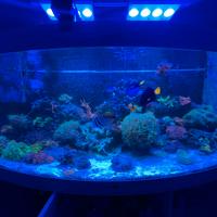 Talee coralli acquario marino