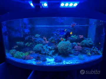 Talee coralli acquario marino