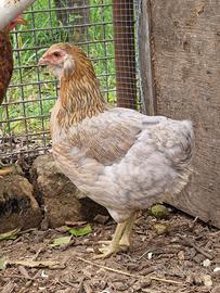 Araucana