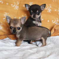 Chihuahua Toy