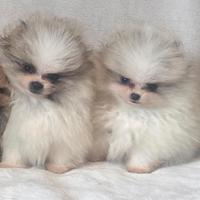 Pomerania (Spitz tedesco nano)