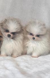 Pomerania (Spitz tedesco nano)