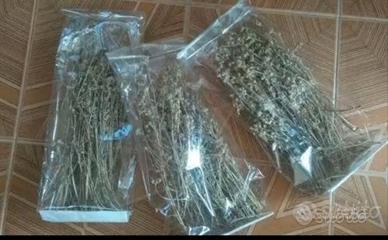 Fiori essiccati di genepy per liquori