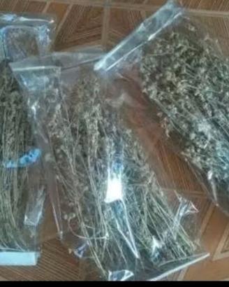 Fiori essiccati di genepy per liquori