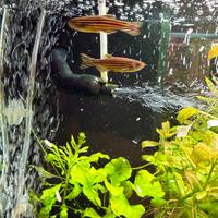 Pesci Danio