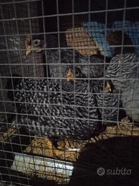 Pulcini e pulcinoti di amrok windott diverse color