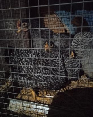 Pulcini e pulcinoti di amrok windott diverse color