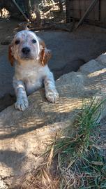 Setter inglese