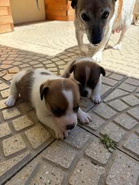Jack russel