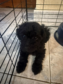 Barboncina toy disponibile