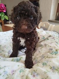 Lagotto romagnolo