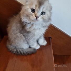 Gattini Scottish