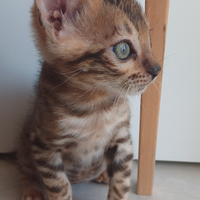 Cuccioli di Gatto razza bengala cuccioli gatti bro