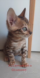 Cuccioli di Gatto razza bengala cuccioli gatti bro