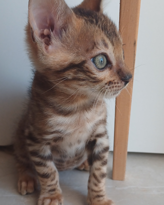 Cuccioli di Gatto razza bengala cuccioli gatti bro