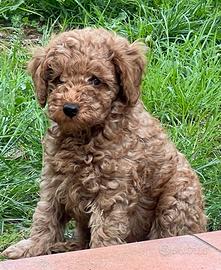 BARBONCINO TOY RED - disponibile da fine maggio