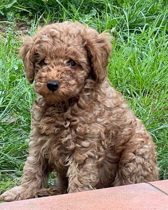 BARBONCINO TOY RED - disponibile da fine maggio