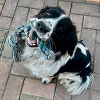 Springer spaniel