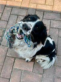 Springer spaniel