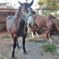 Cavalli docili, sani e visibili su appuntamento