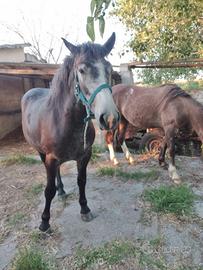 Cavalli docili, sani e visibili su appuntamento