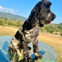 Cocker spaniel disponibile per monte