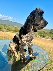 Cocker spaniel disponibile per monte