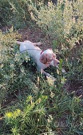 Setter inglese femmina