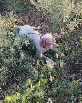 Setter inglese femmina