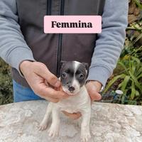 Jack Russell