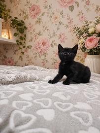 Gattina 1 mese