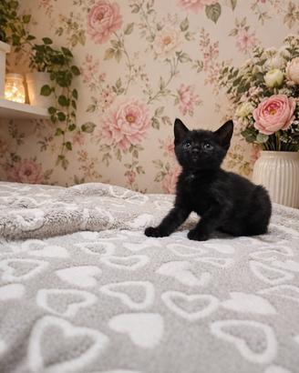Gattina 1 mese